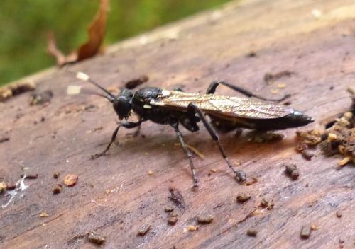 Réf. 296 117 : Ichneumon lugens